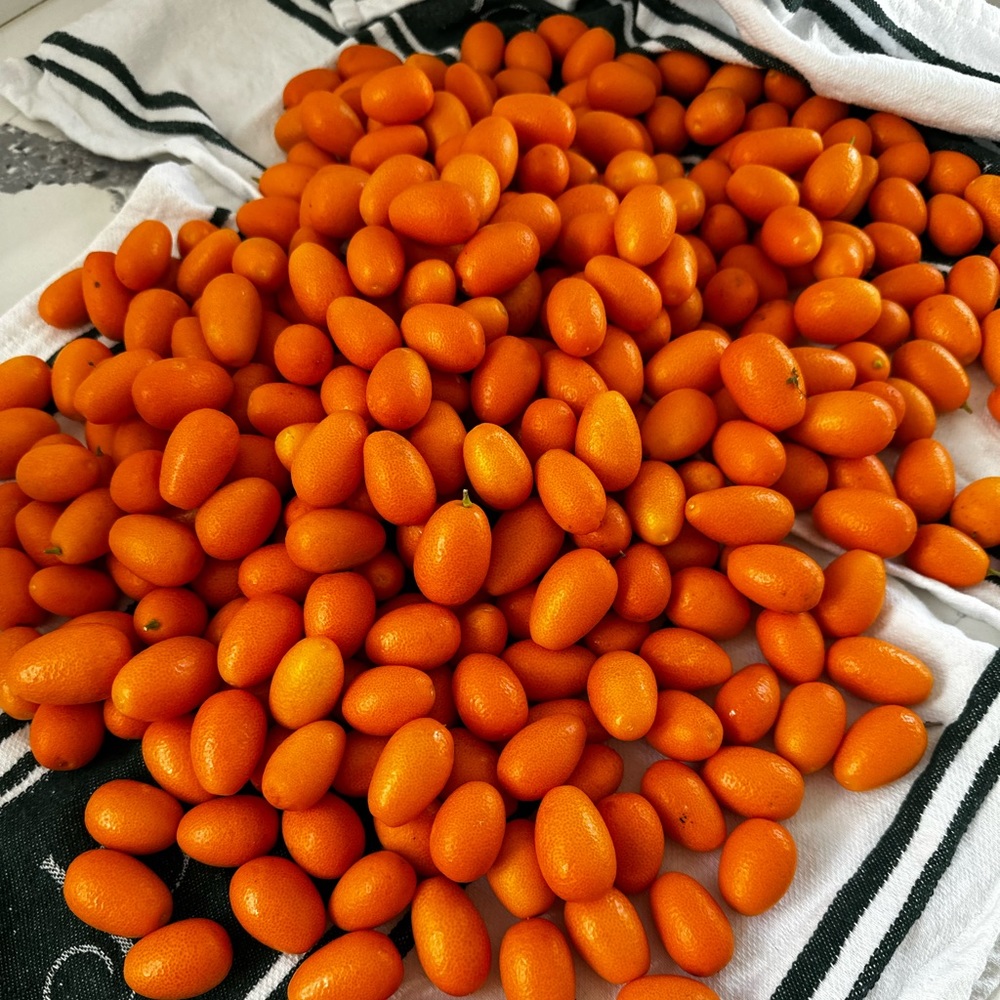 $15/pound 🍊 - local pick up only